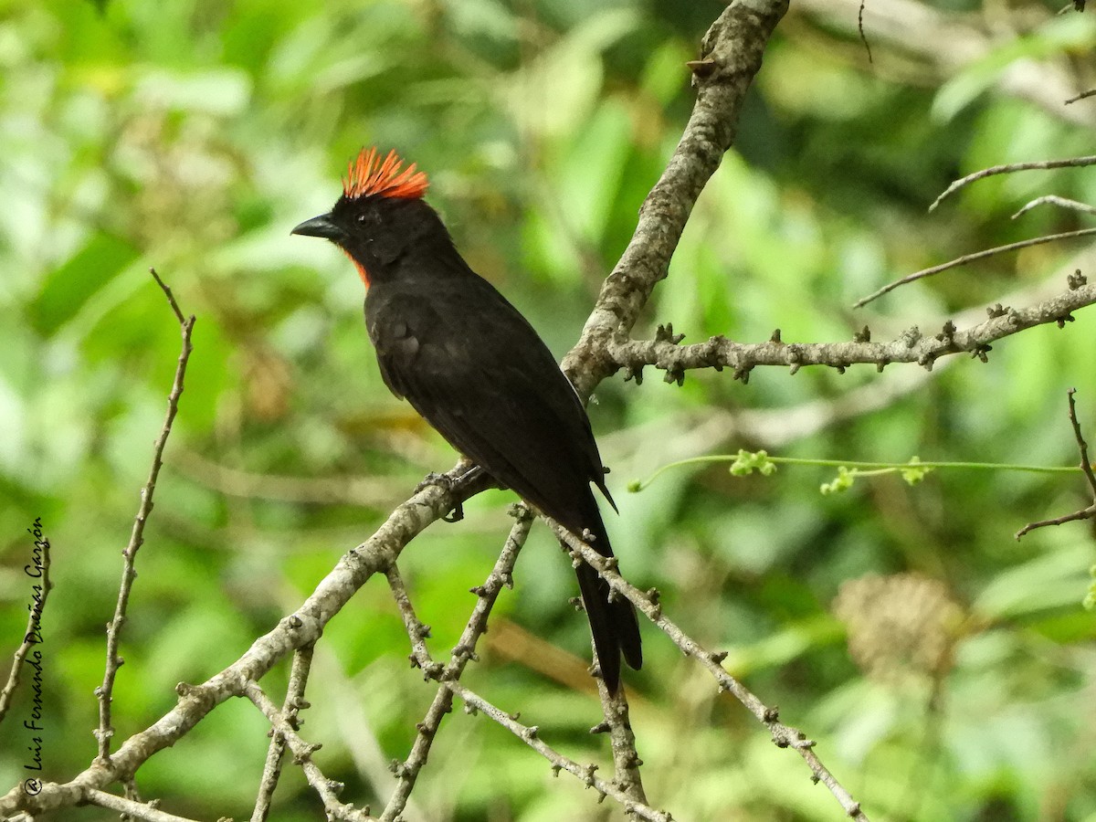 Sooty Ant-Tanager - Luis Fernando DG