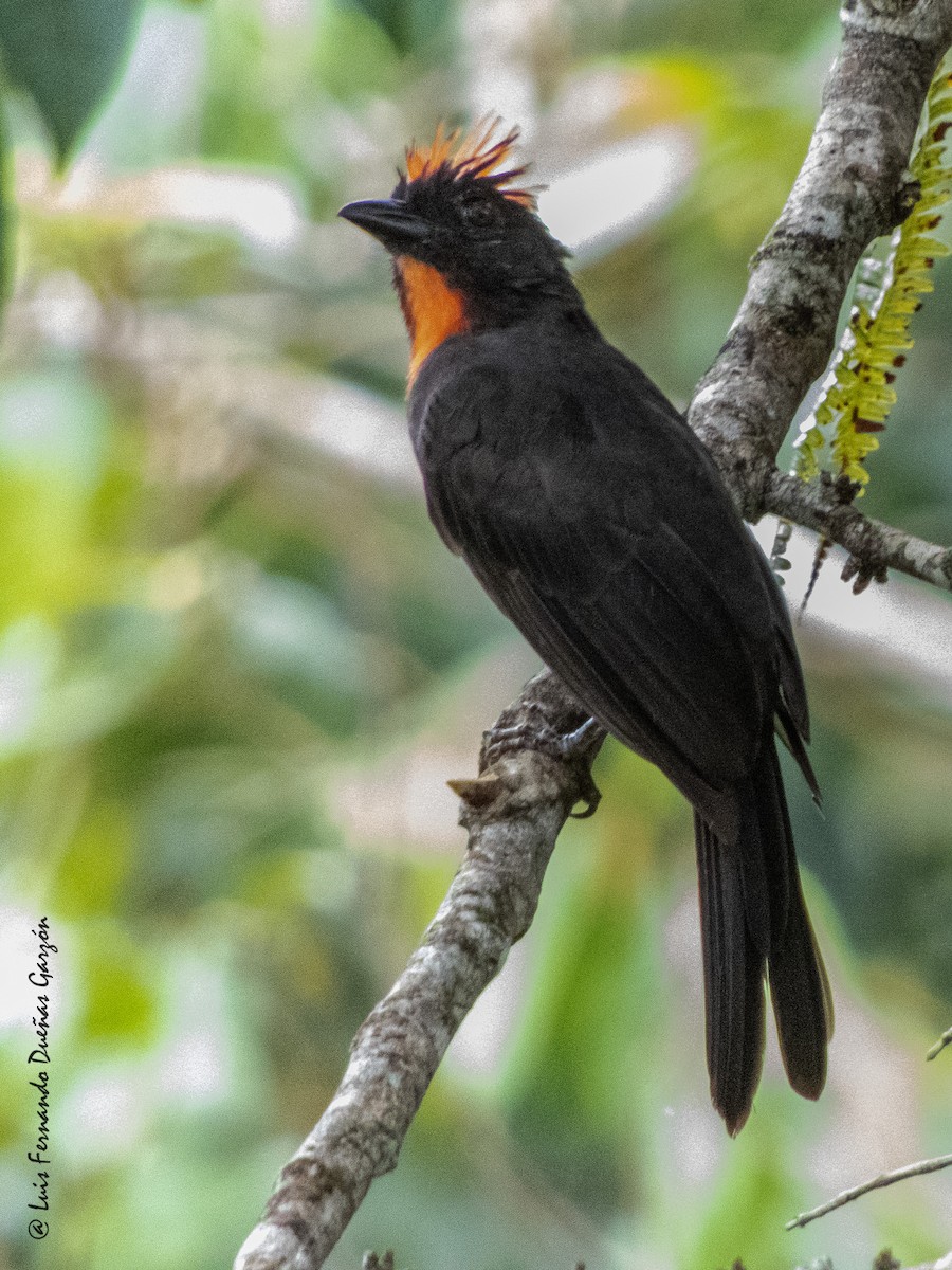 Sooty Ant-Tanager - ML620297890