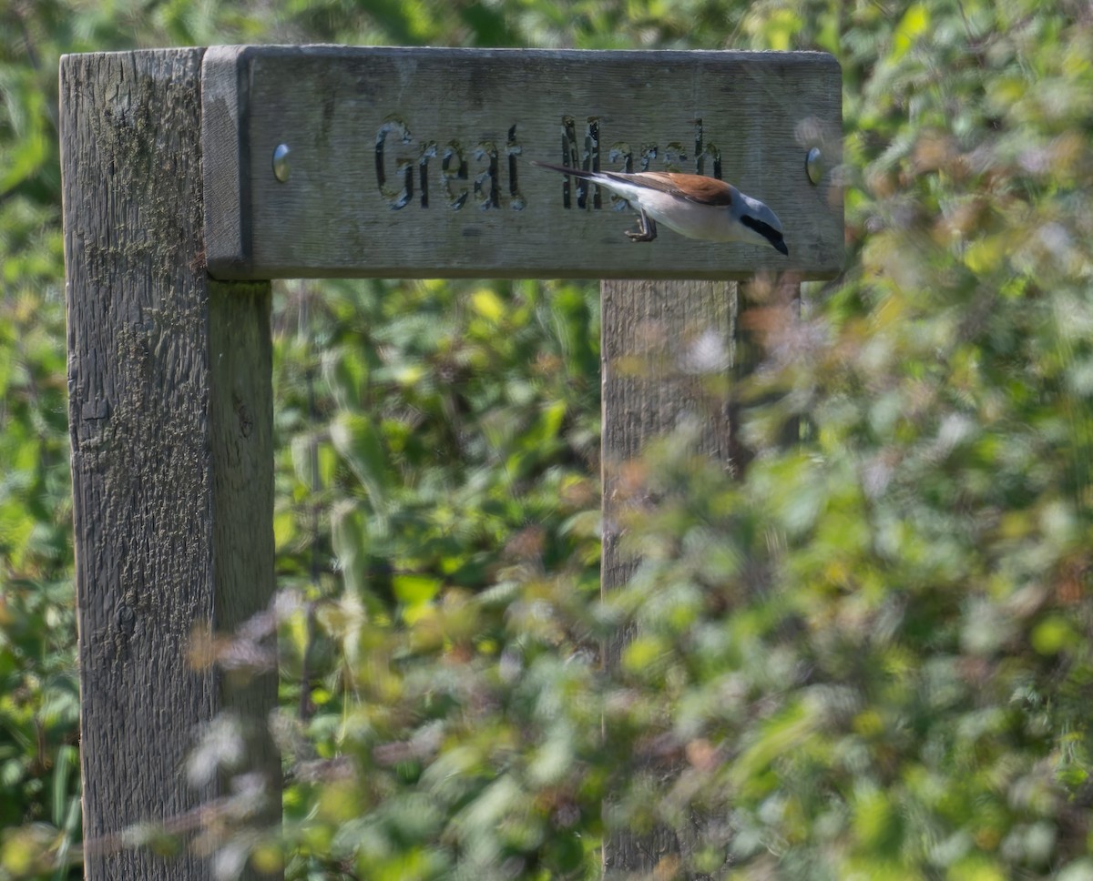 Red-backed Shrike - ML620297907