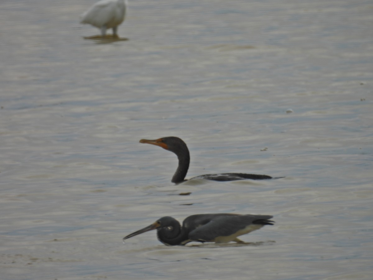 Cormorán Orejudo - ML620297908