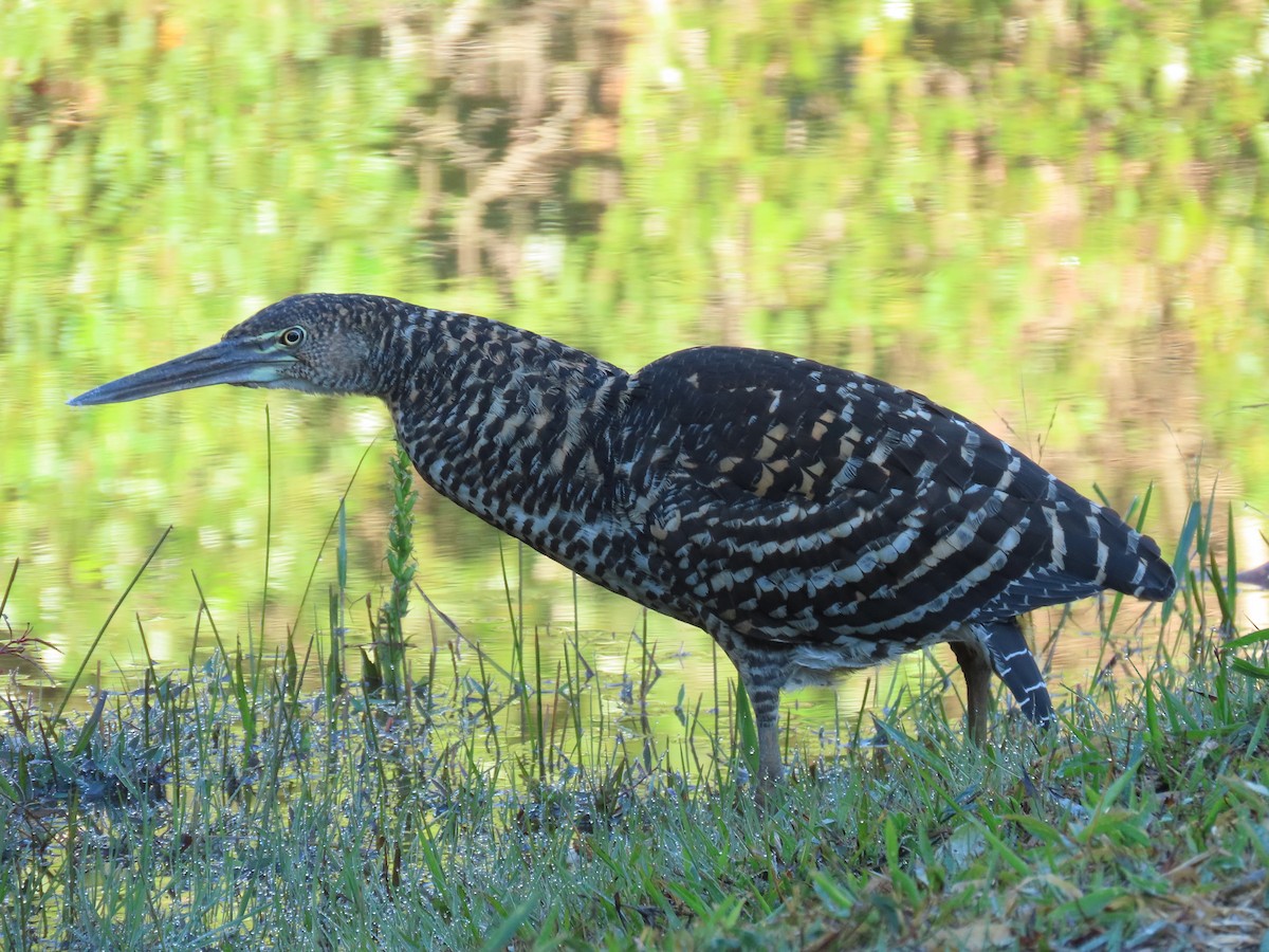 Rufescent Tiger-Heron - ML620297910