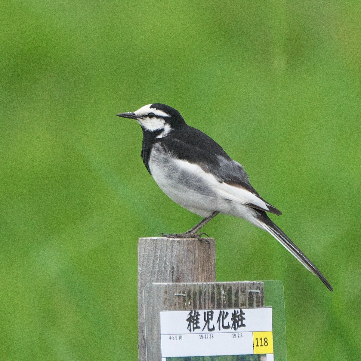 White Wagtail - ML620297914