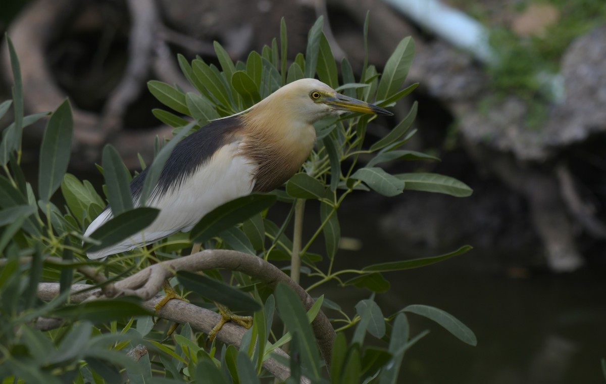 Javan Pond-Heron - ML620297916