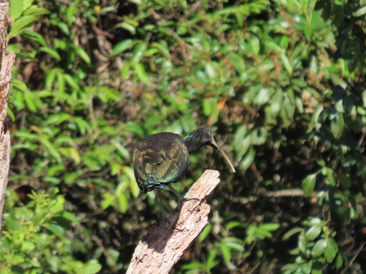 Green Ibis - ML620297917