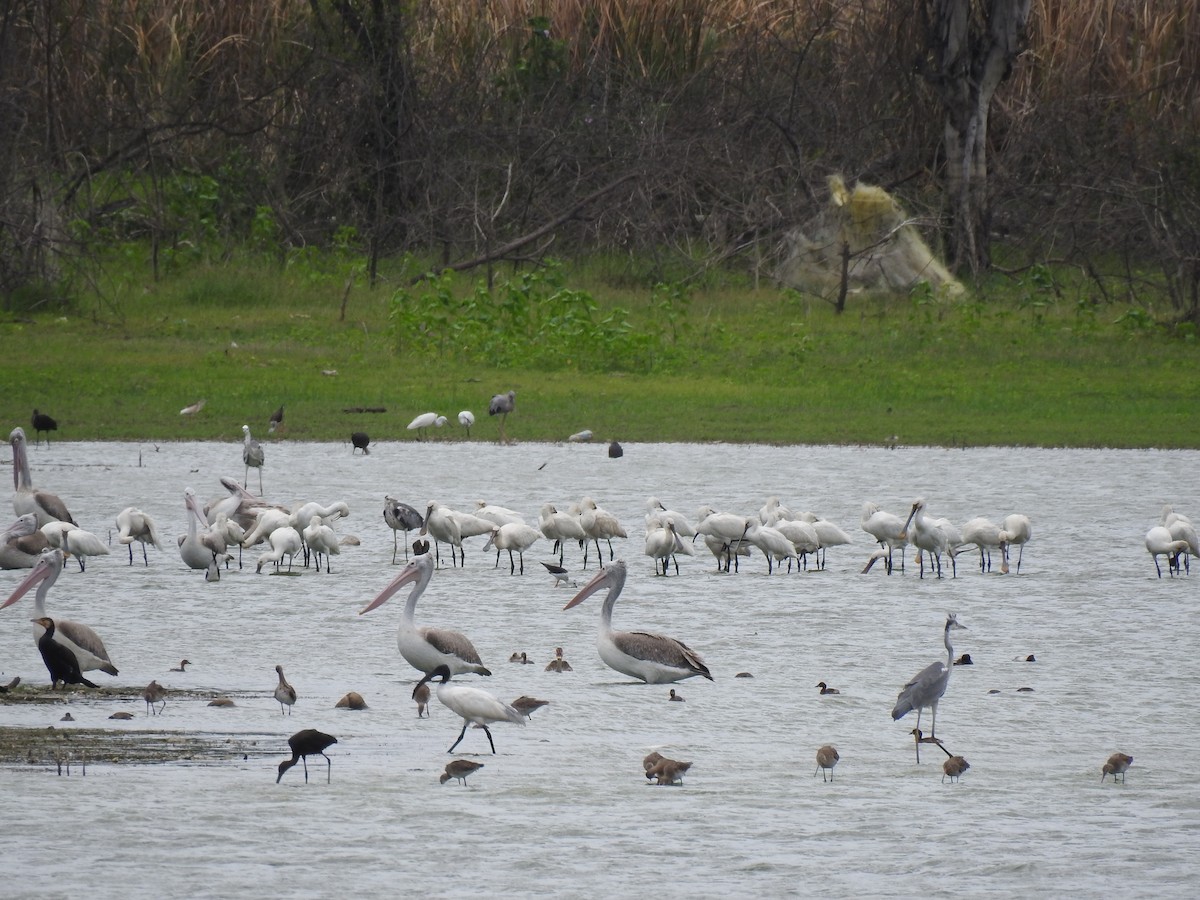 Eurasian Spoonbill - ML620297927