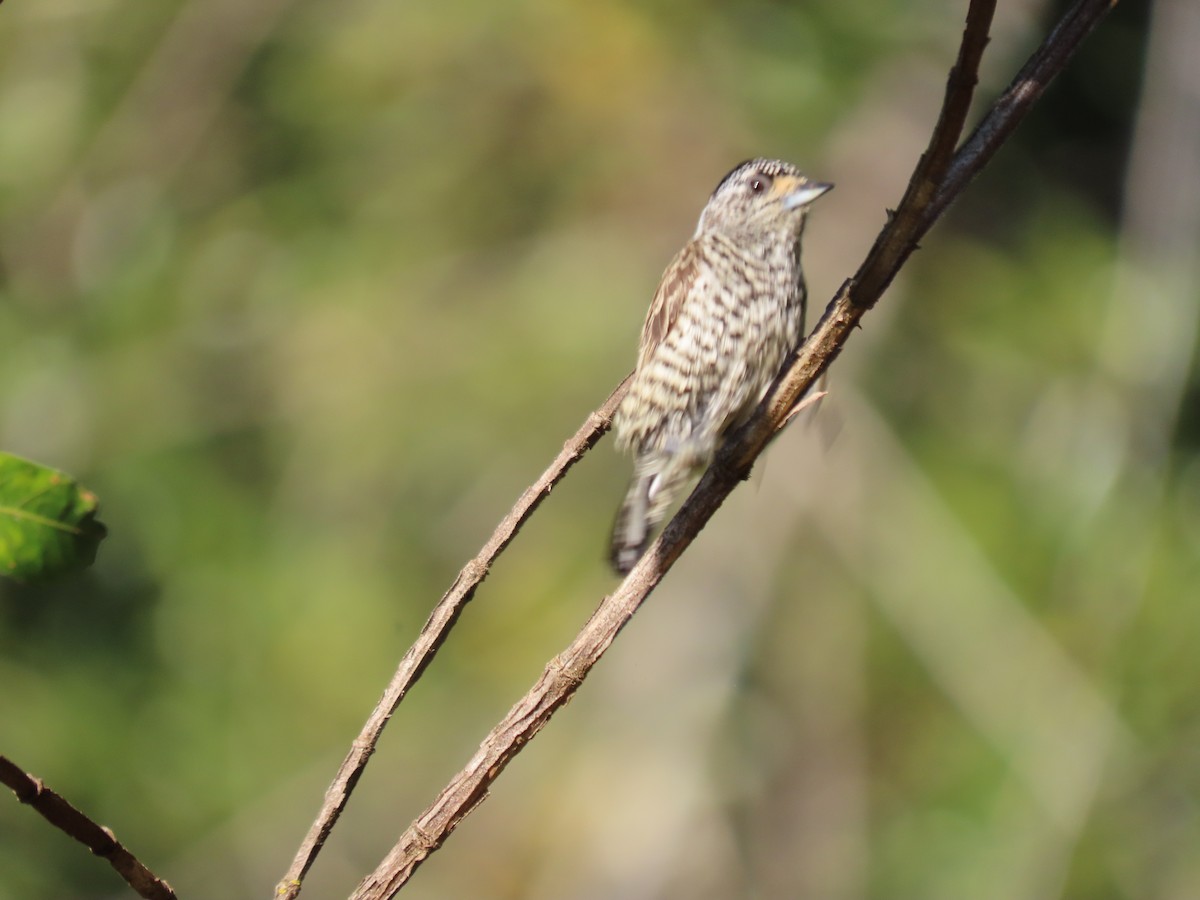 White-barred Piculet - ML620297928