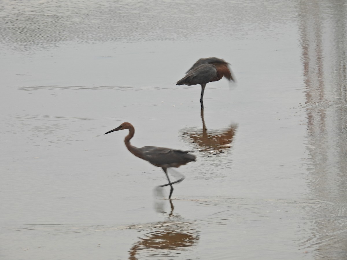 Reddish Egret - ML620297932