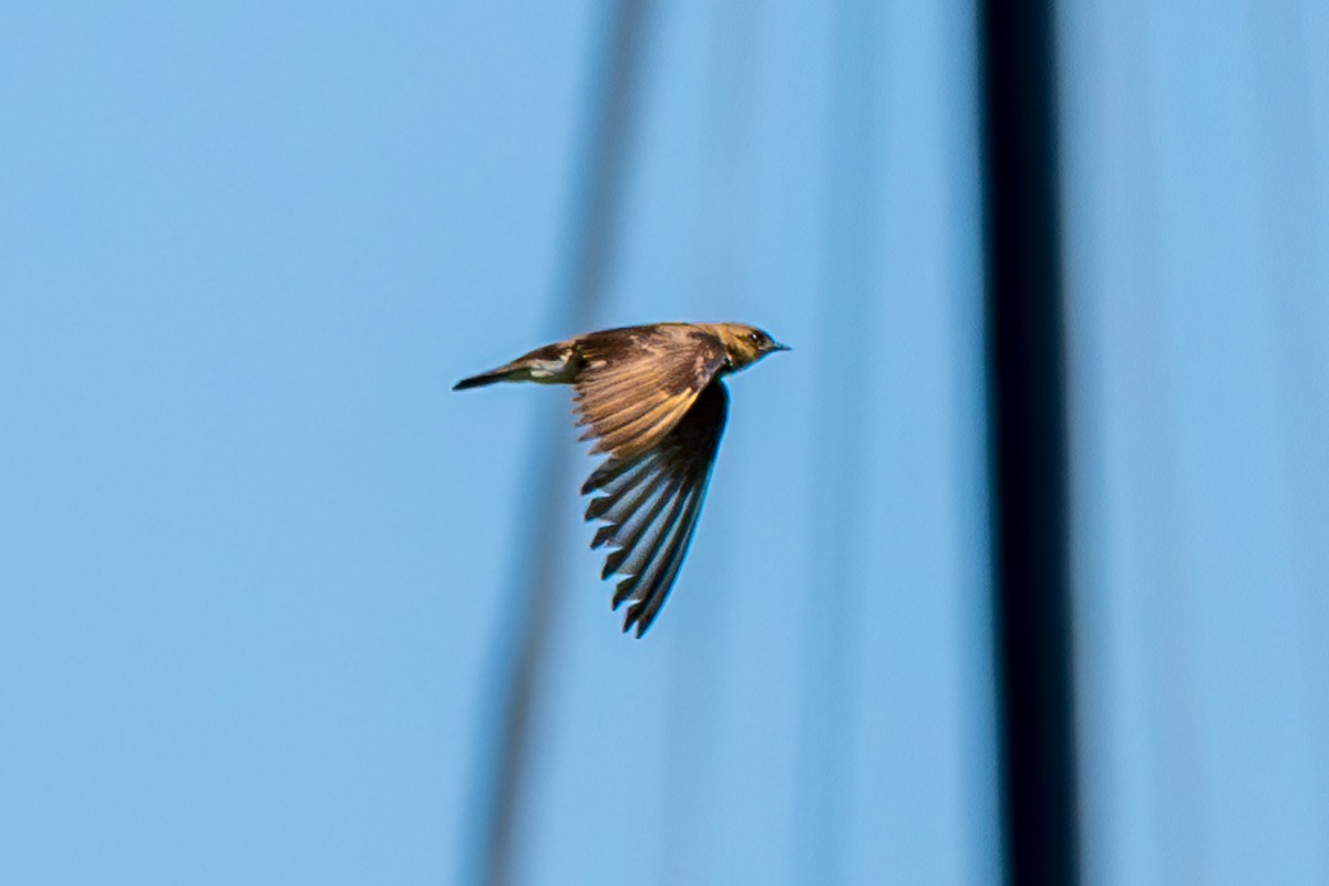 Golondrina Aserrada - ML620297935