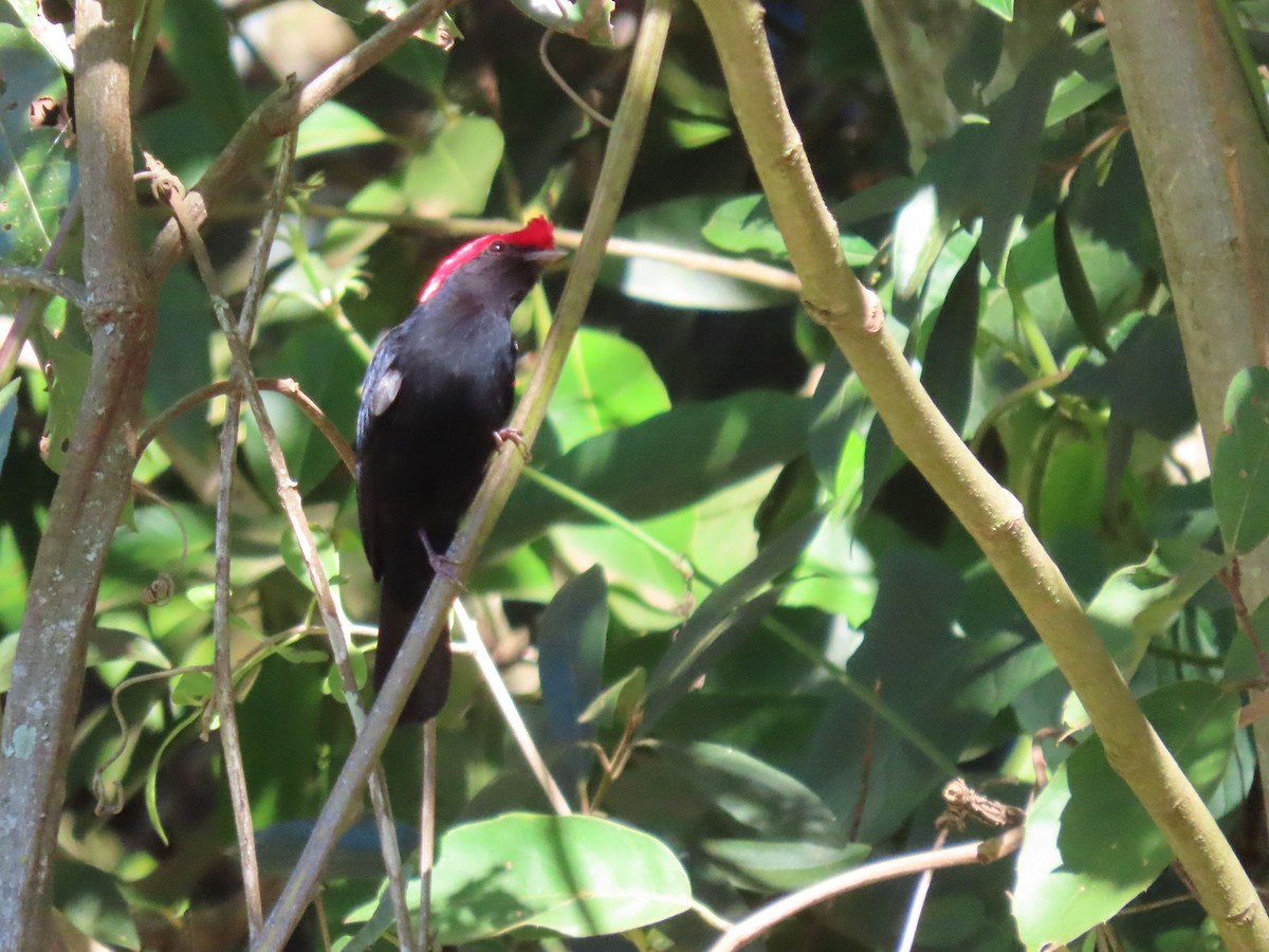 Helmeted Manakin - ML620297937