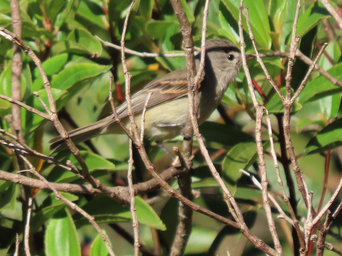 Southern Beardless-Tyrannulet - ML620297942