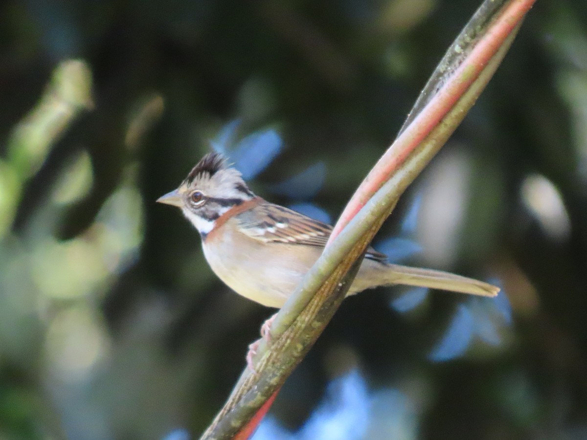 Rufous-collared Sparrow - ML620297955