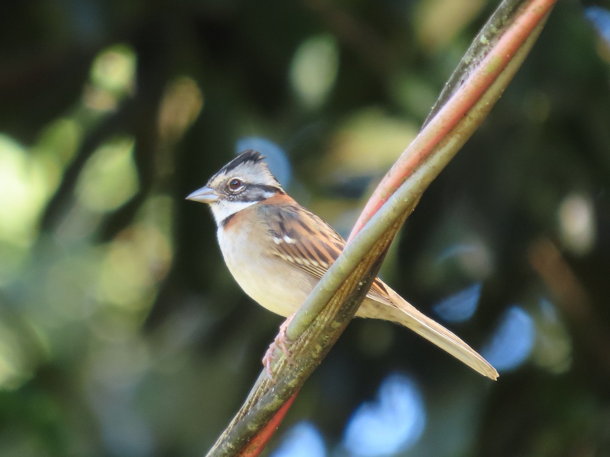 Rufous-collared Sparrow - ML620297956