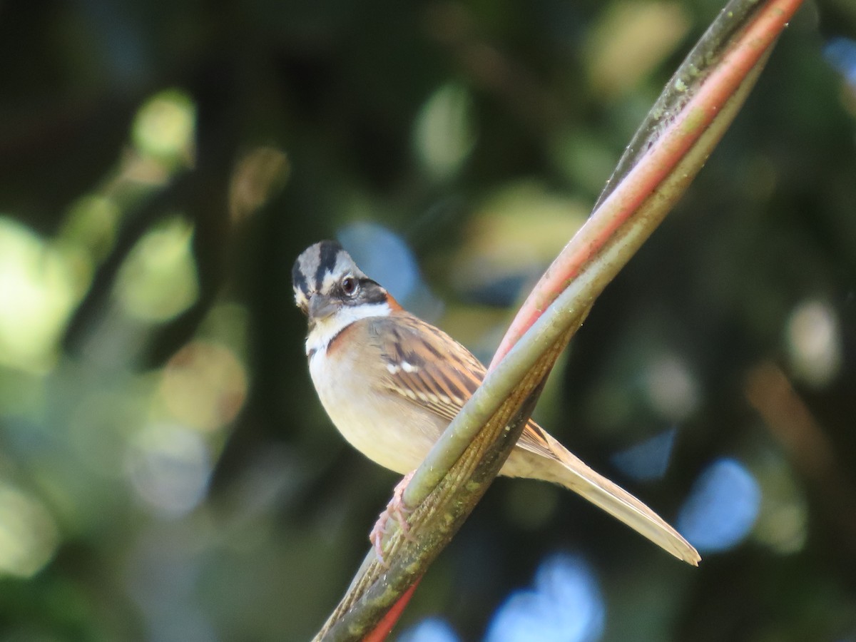 Rufous-collared Sparrow - ML620297957