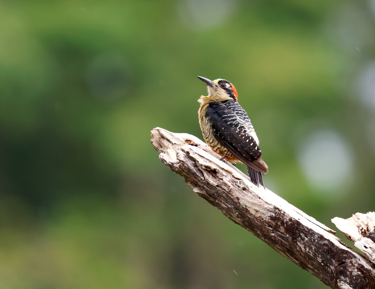 Black-cheeked Woodpecker - ML620297958