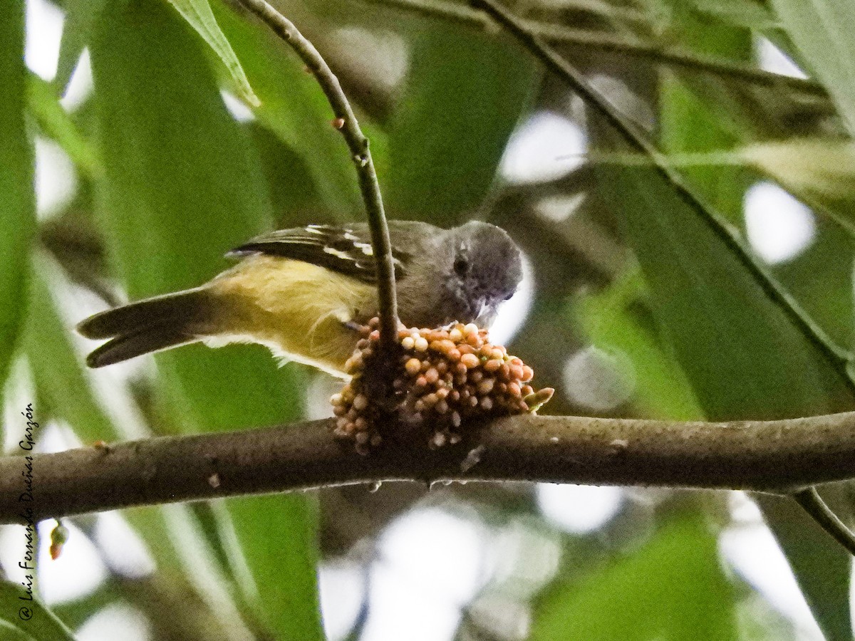 Yellow-crowned Tyrannulet - Luis Fernando DG