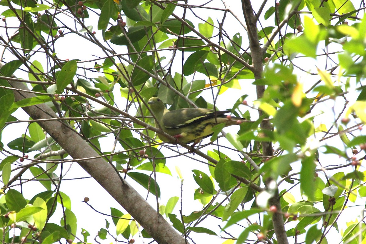 Pink-necked Green-Pigeon - ML620297961