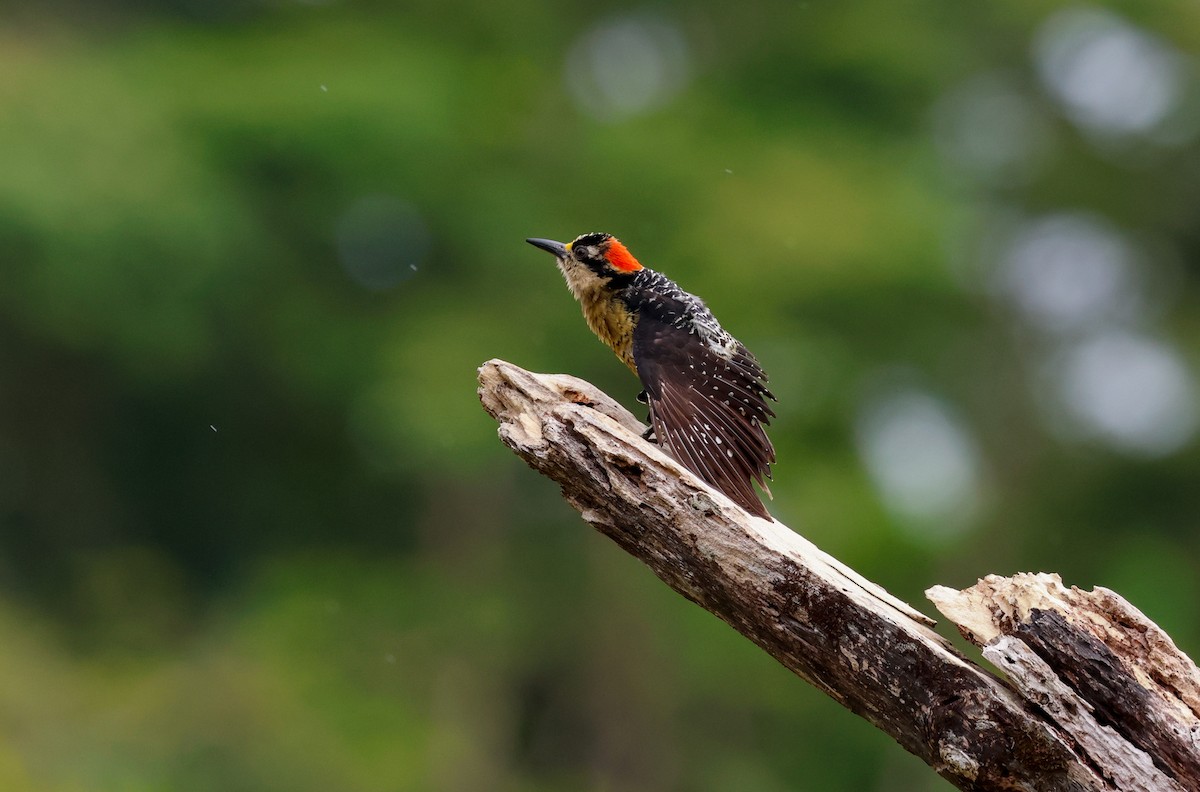 Black-cheeked Woodpecker - ML620297971