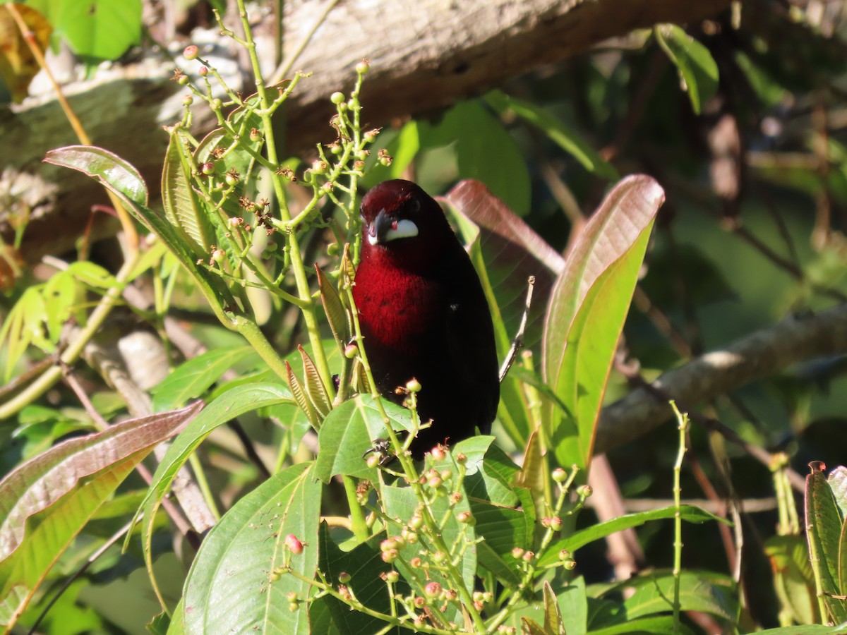 Silver-beaked Tanager - ML620297972