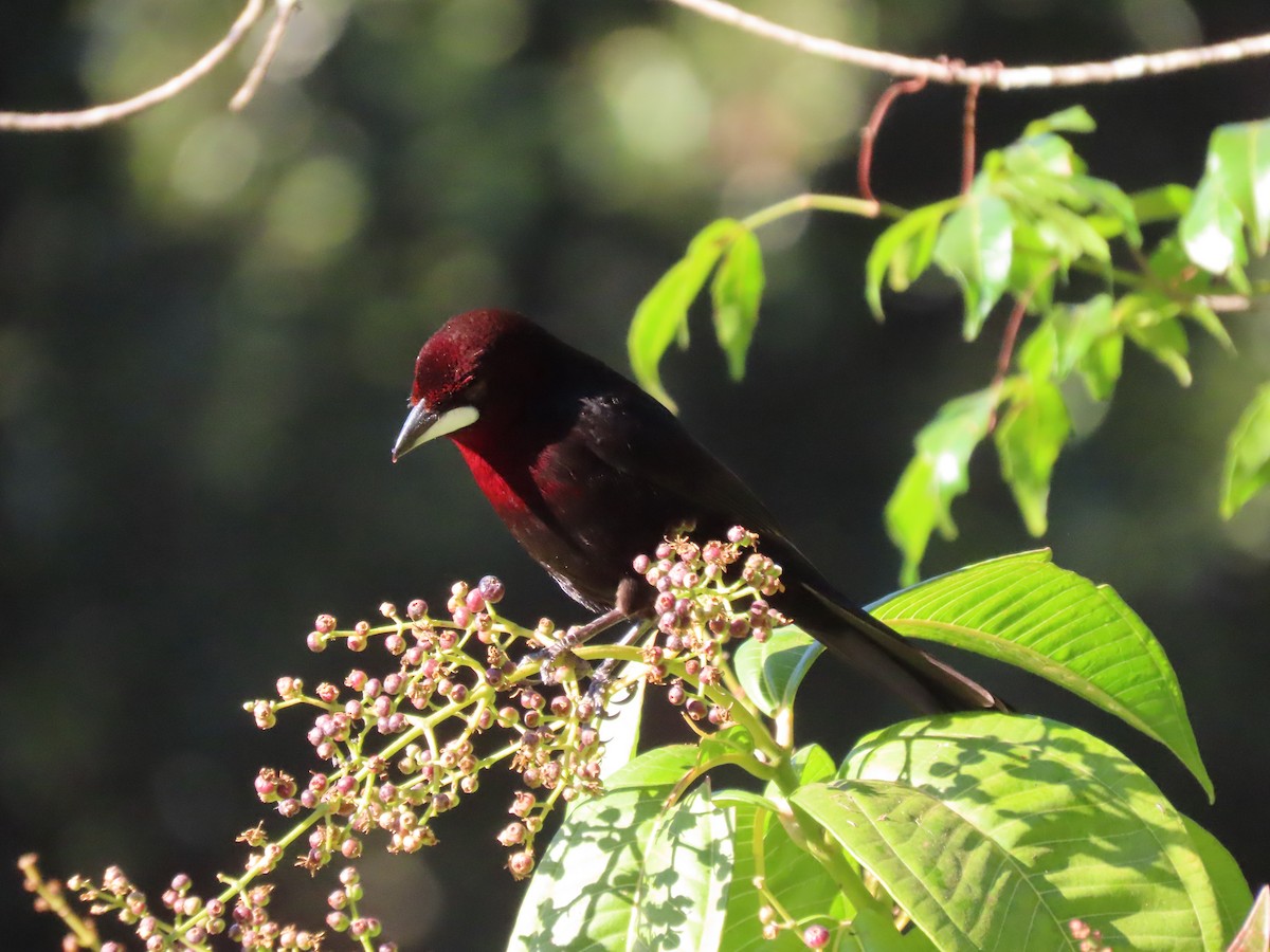 Silver-beaked Tanager - ML620297973