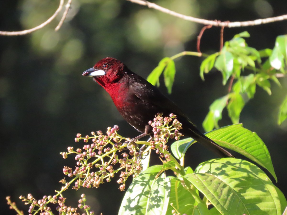 Silver-beaked Tanager - ML620297974