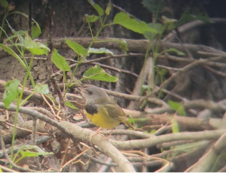 Mourning Warbler - ML620297976