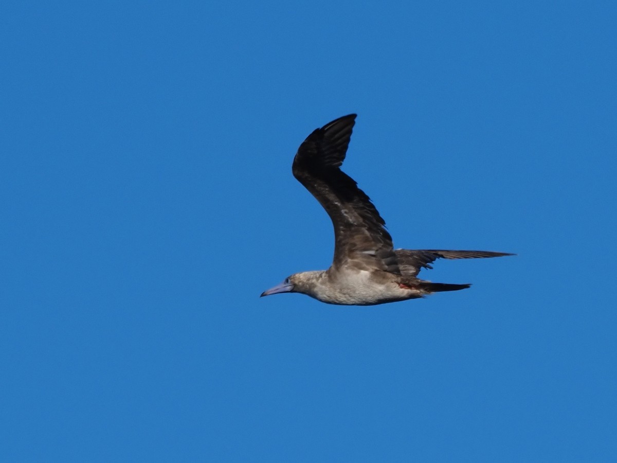 Red-footed Booby - ML620297977