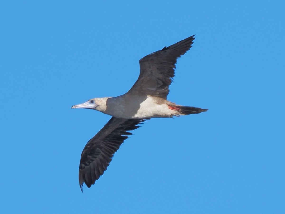 Red-footed Booby - ML620297979