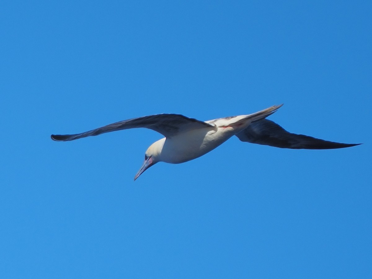 Red-footed Booby - ML620297981