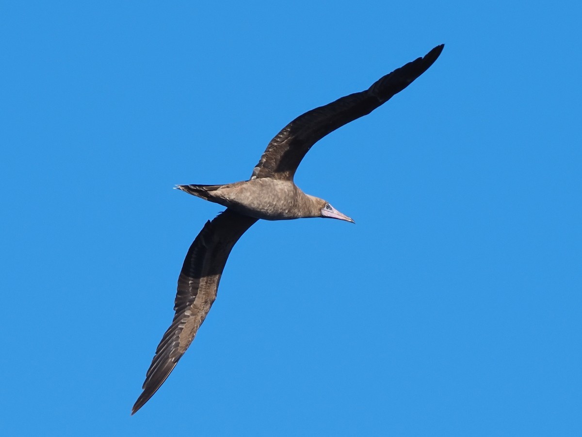 Red-footed Booby - ML620297983