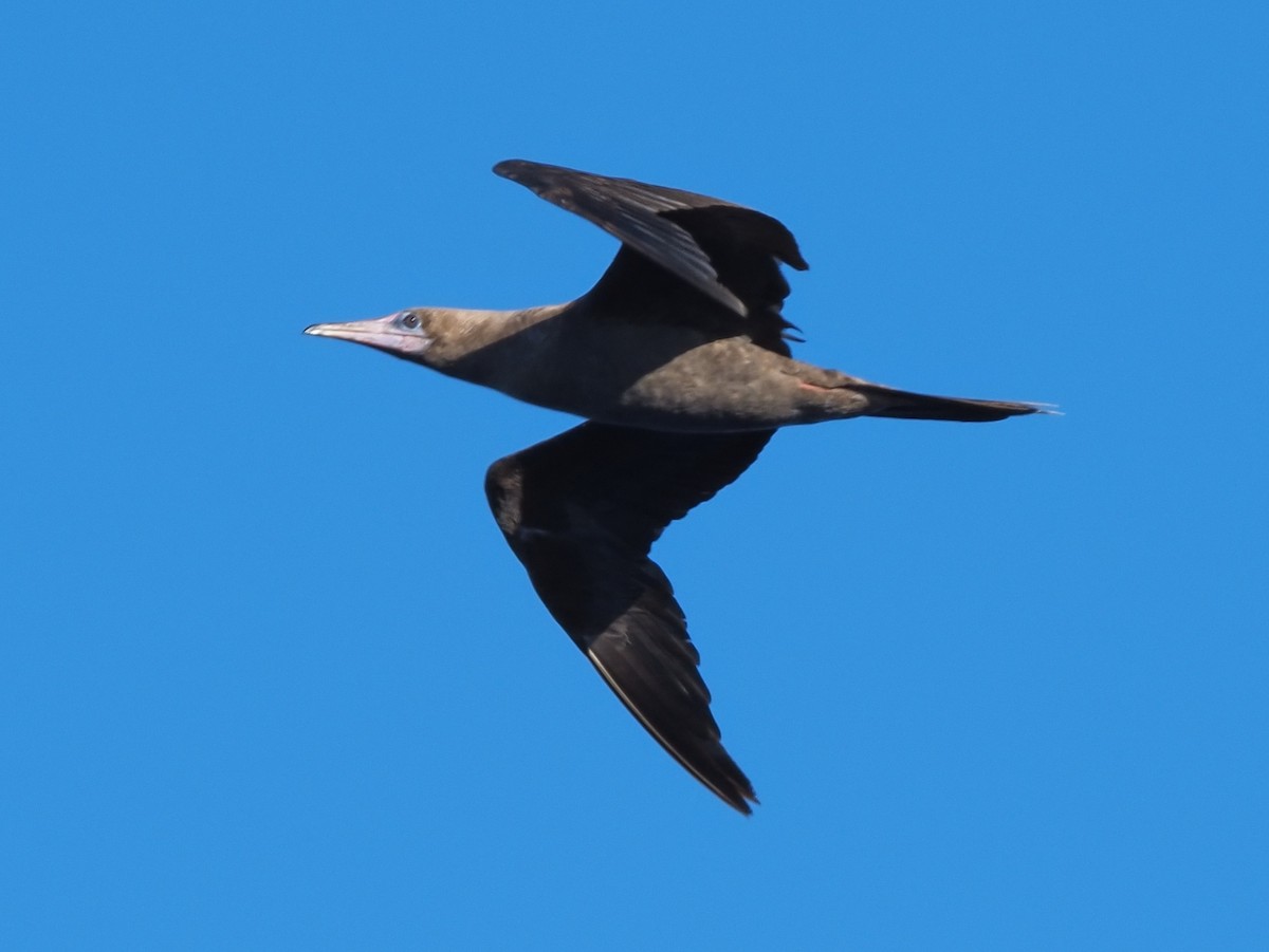 Red-footed Booby - ML620297984
