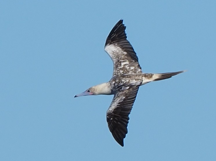 Red-footed Booby - ML620297987