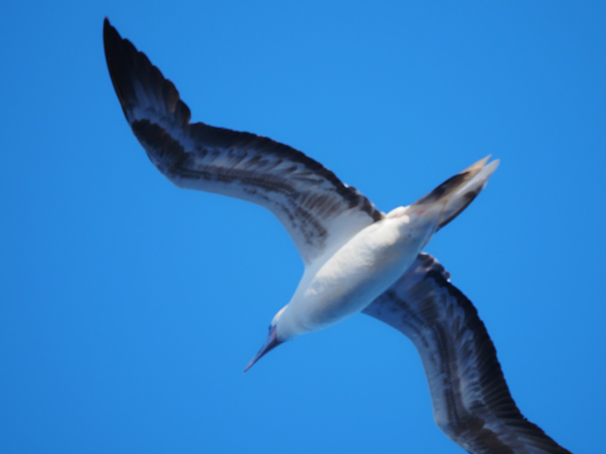 Red-footed Booby - ML620297994