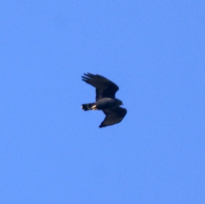 Zone-tailed Hawk - ML620297997