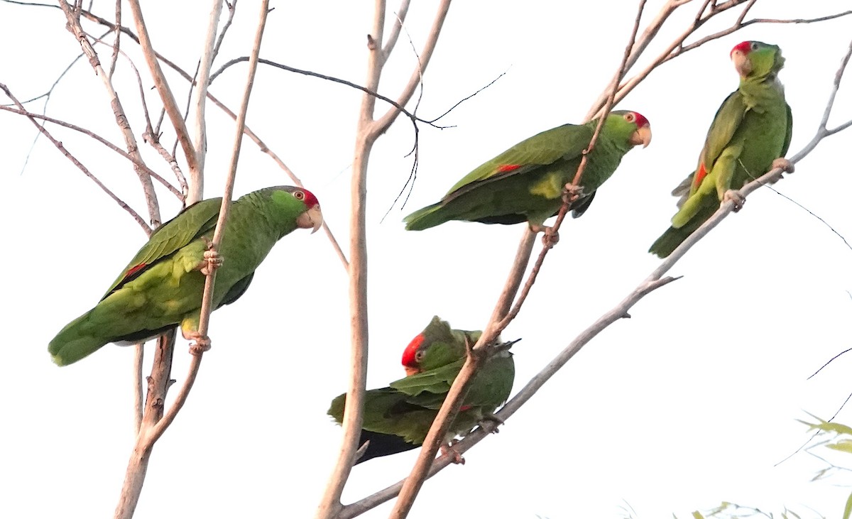 Red-crowned Parrot - ML620298000