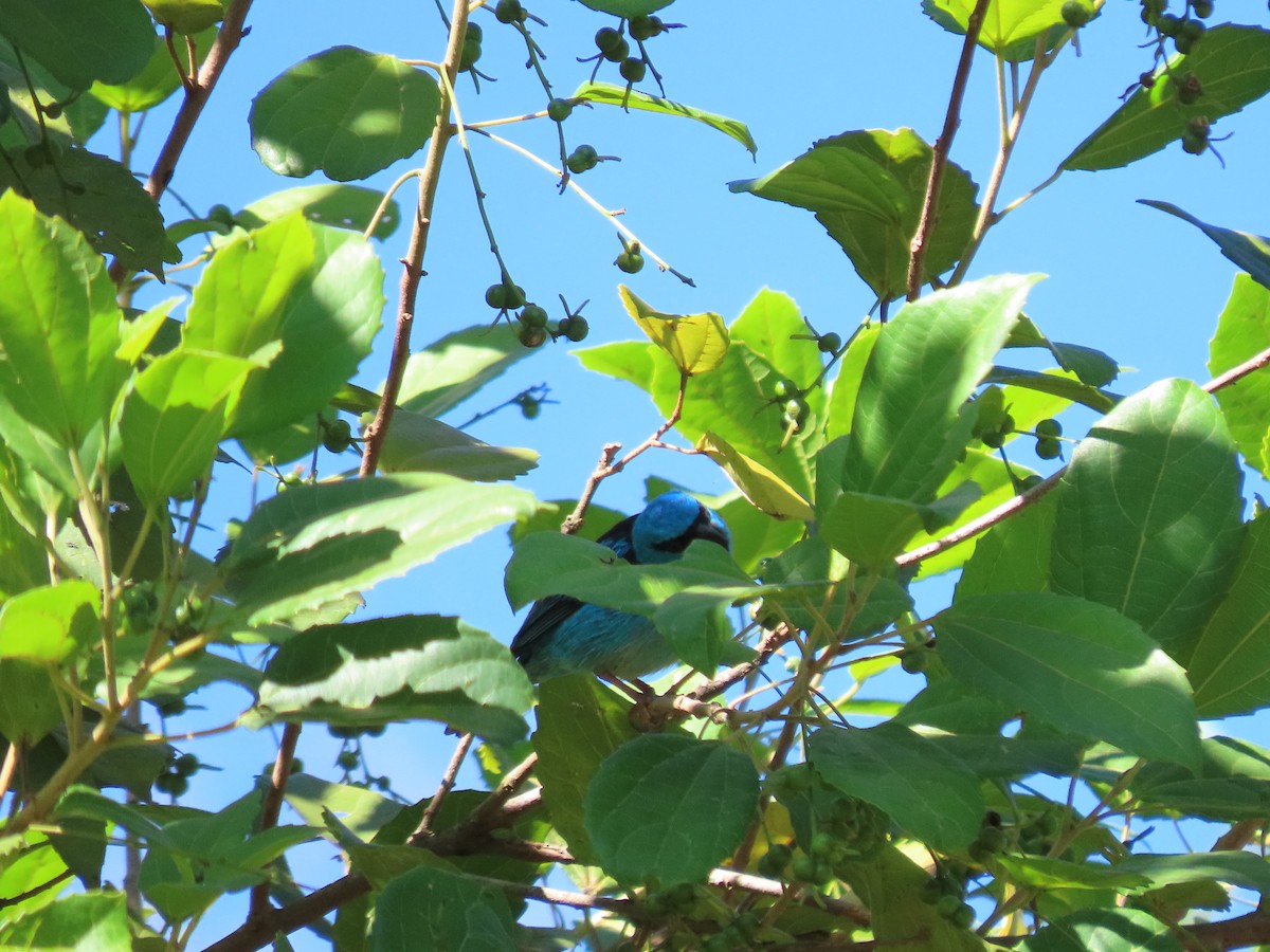 Blue Dacnis - ML620298002