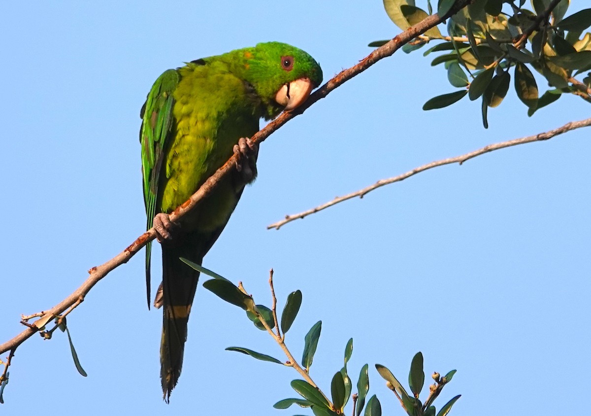 Green Parakeet - ML620298005