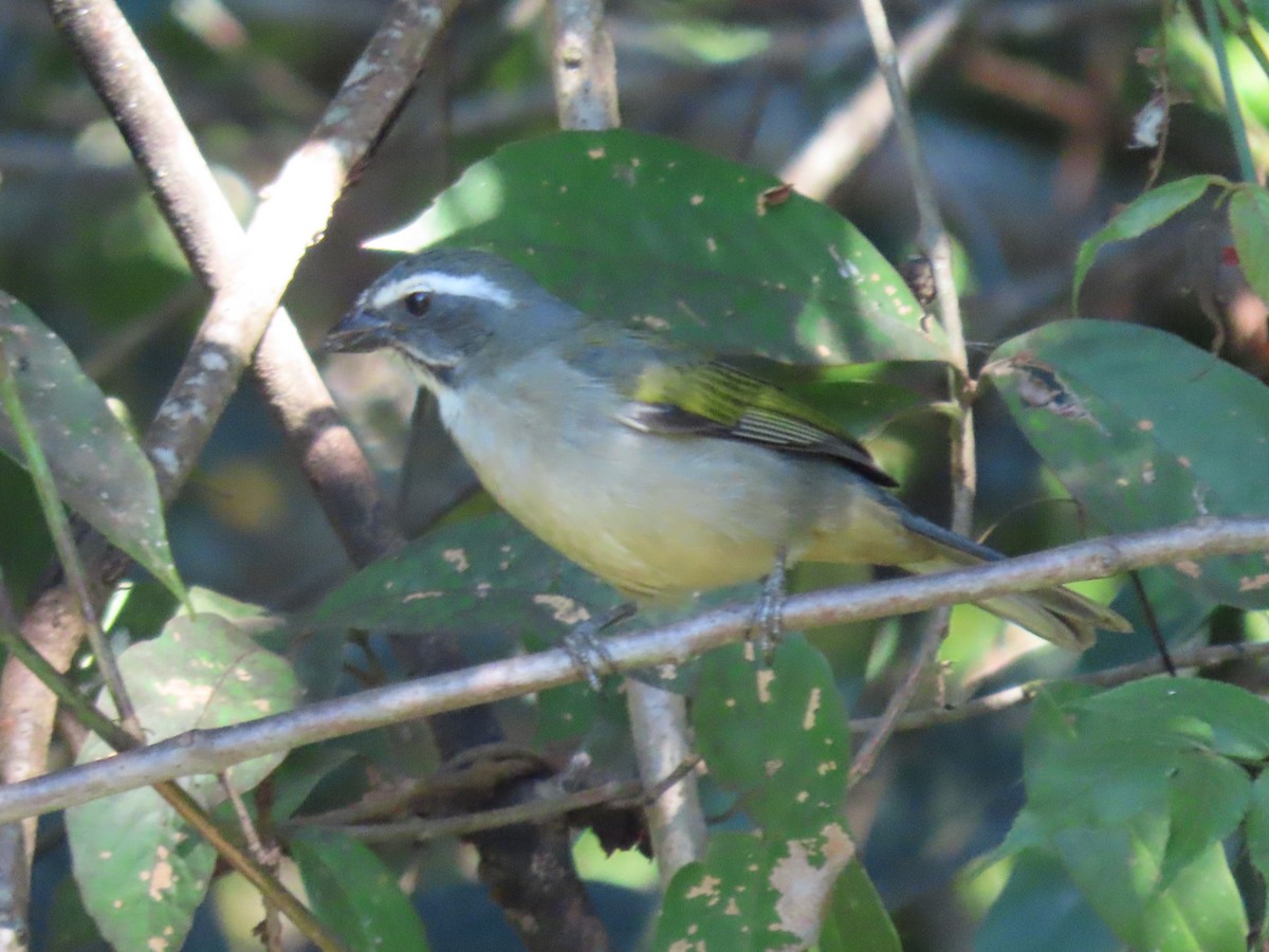 Green-winged Saltator - ML620298006