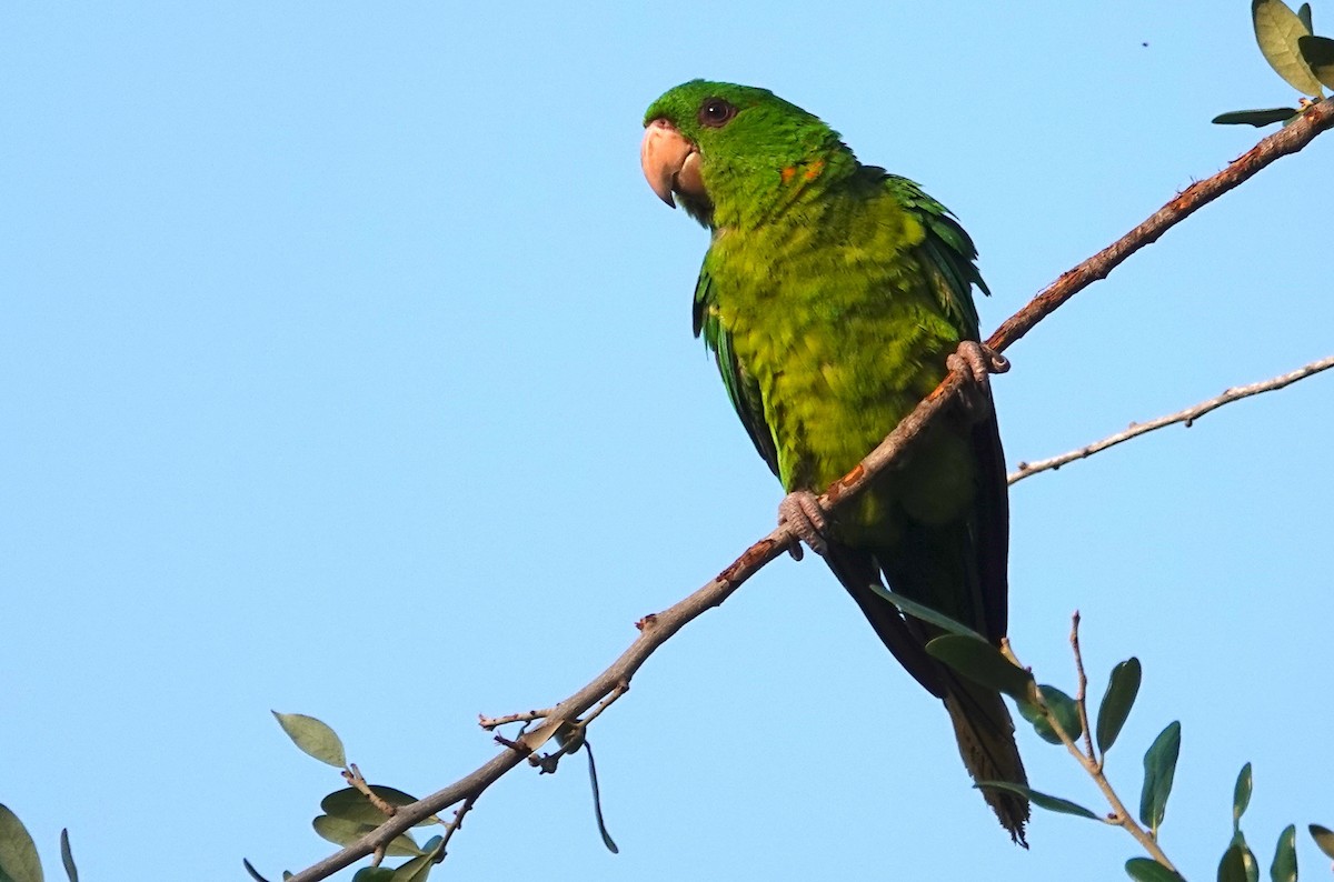 Green Parakeet - Peter Williams