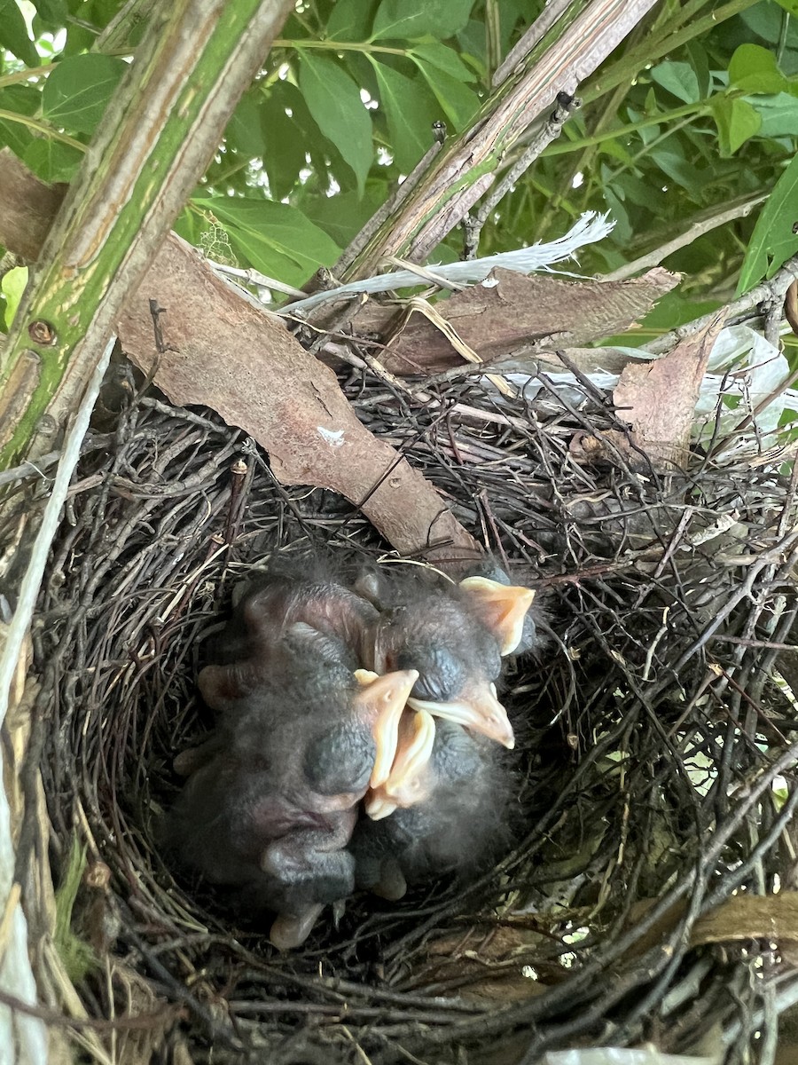 Gray Catbird - ML620298015