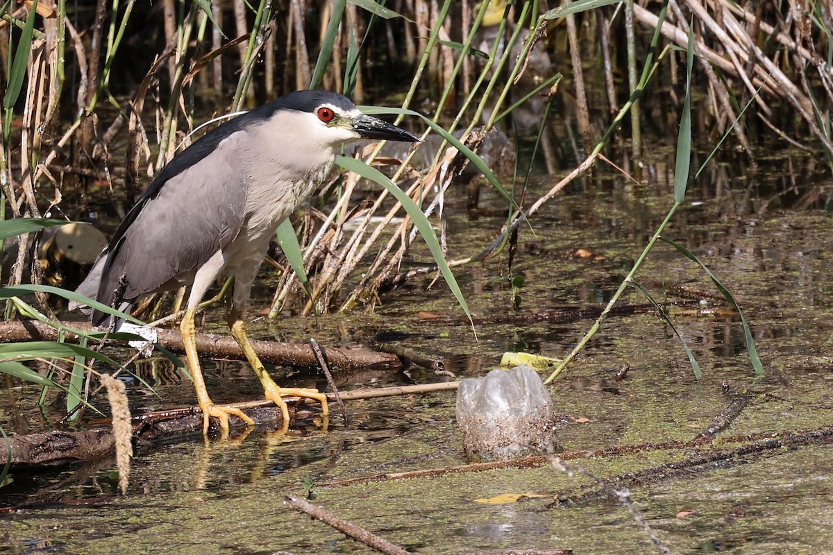 Black-crowned Night Heron - ML620298017