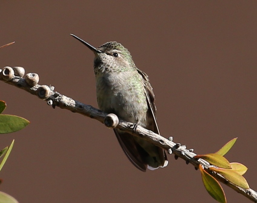 Trochilidae sp. - ML620298025