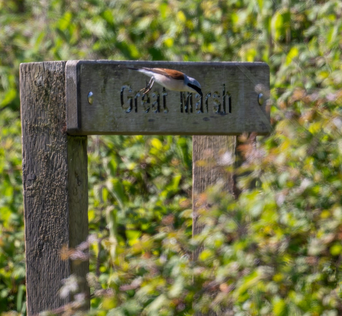 Red-backed Shrike - ML620298026