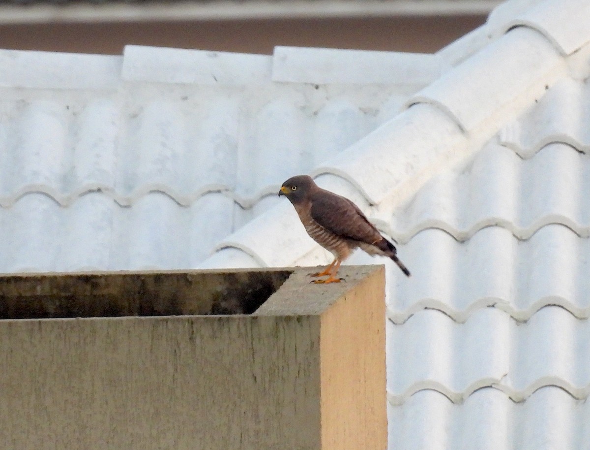 Roadside Hawk - ML620298029