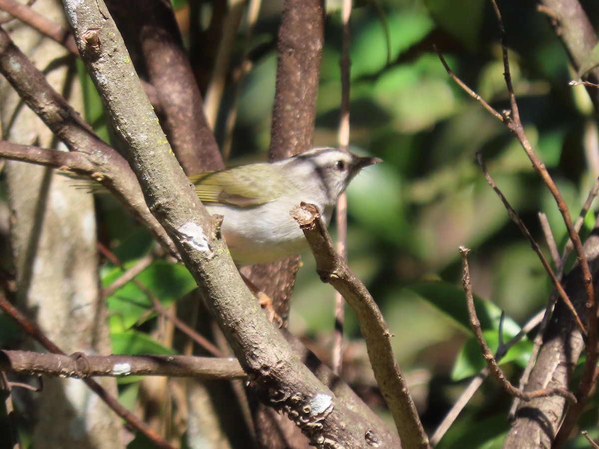 Golden-crowned Warbler - ML620298033