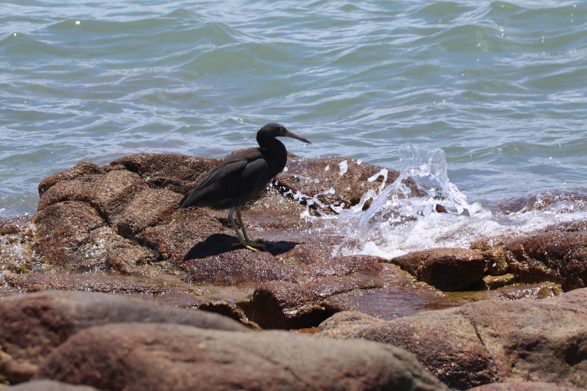 Pacific Reef-Heron - ML620298038