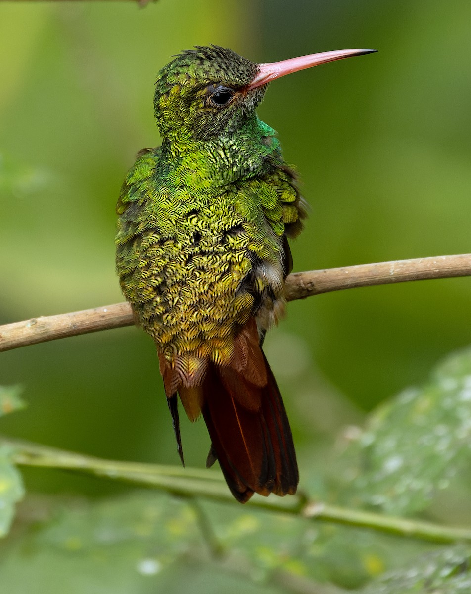 Rufous-tailed Hummingbird - ML620298041