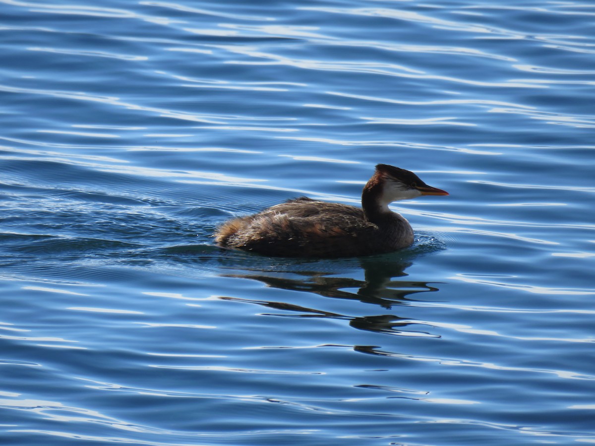 Titicaca Grebe - ML620298042