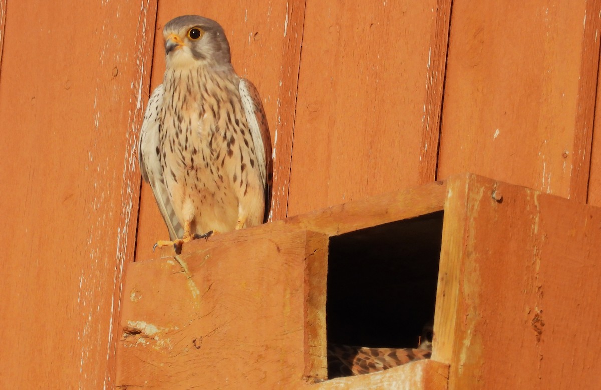 Eurasian Kestrel - ML620298045