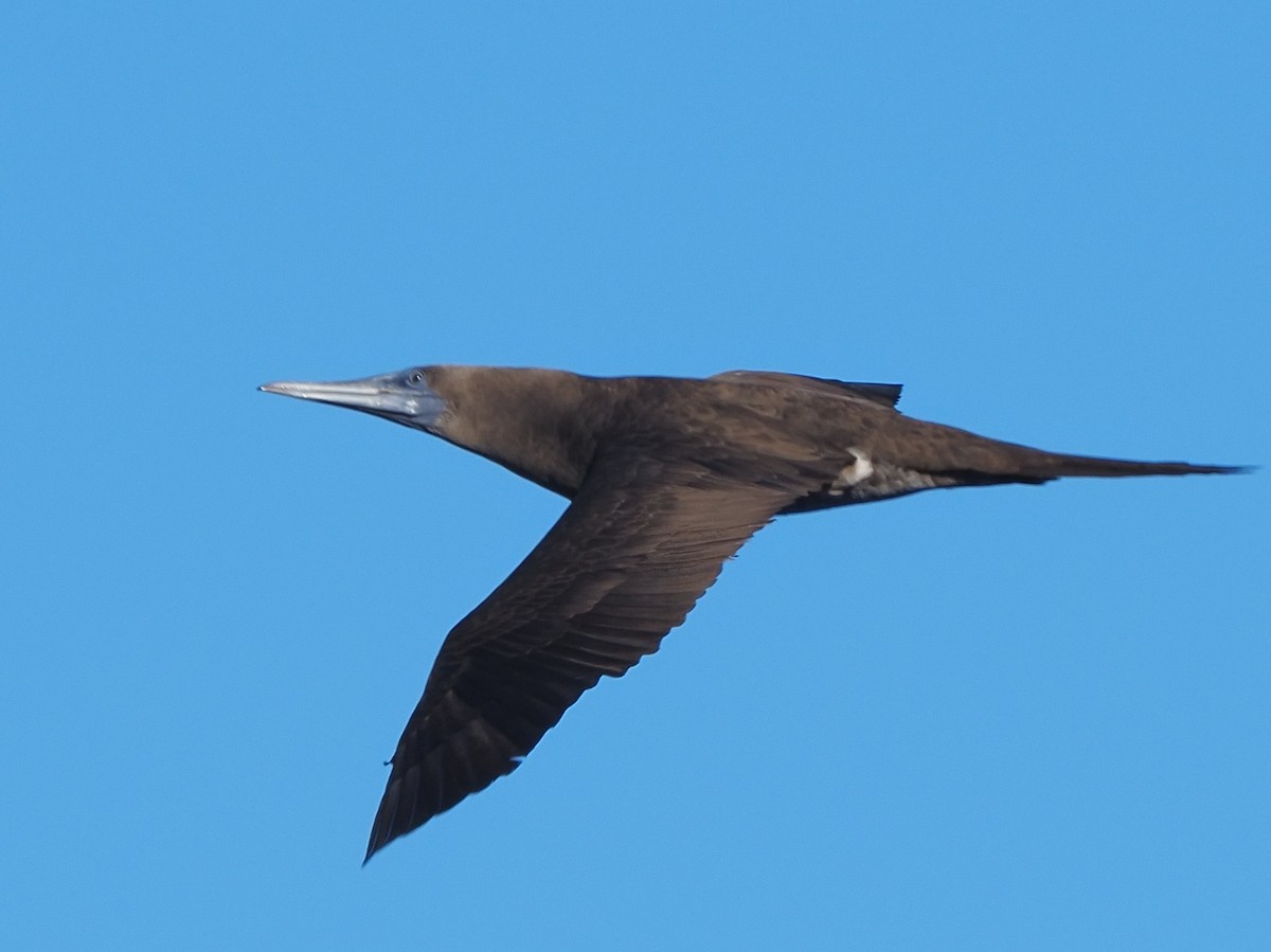Red-footed Booby - ML620298048