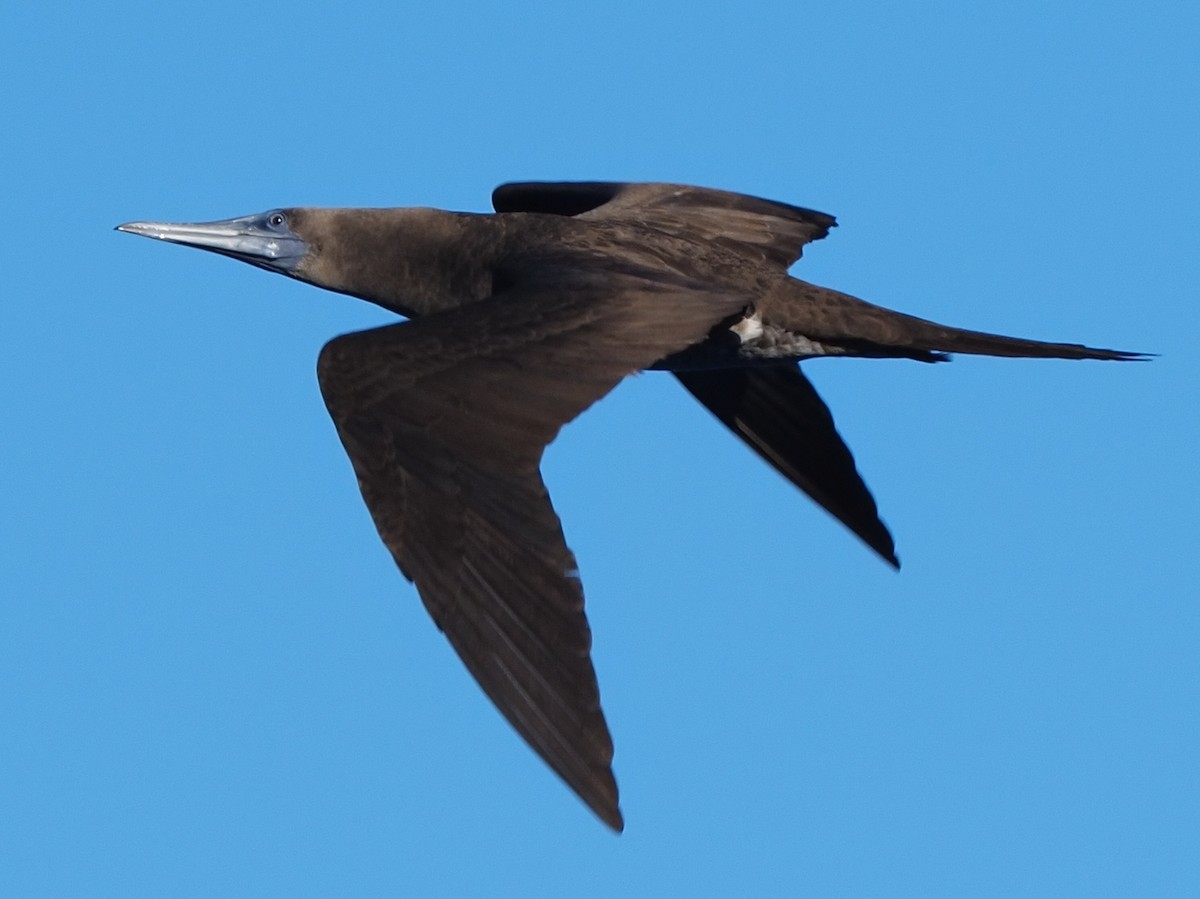 Red-footed Booby - ML620298050